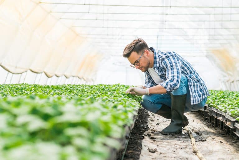 Young horticultural worker in a bright greenhouse.